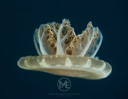 Upside-down jellyfish by Arno Enzo 